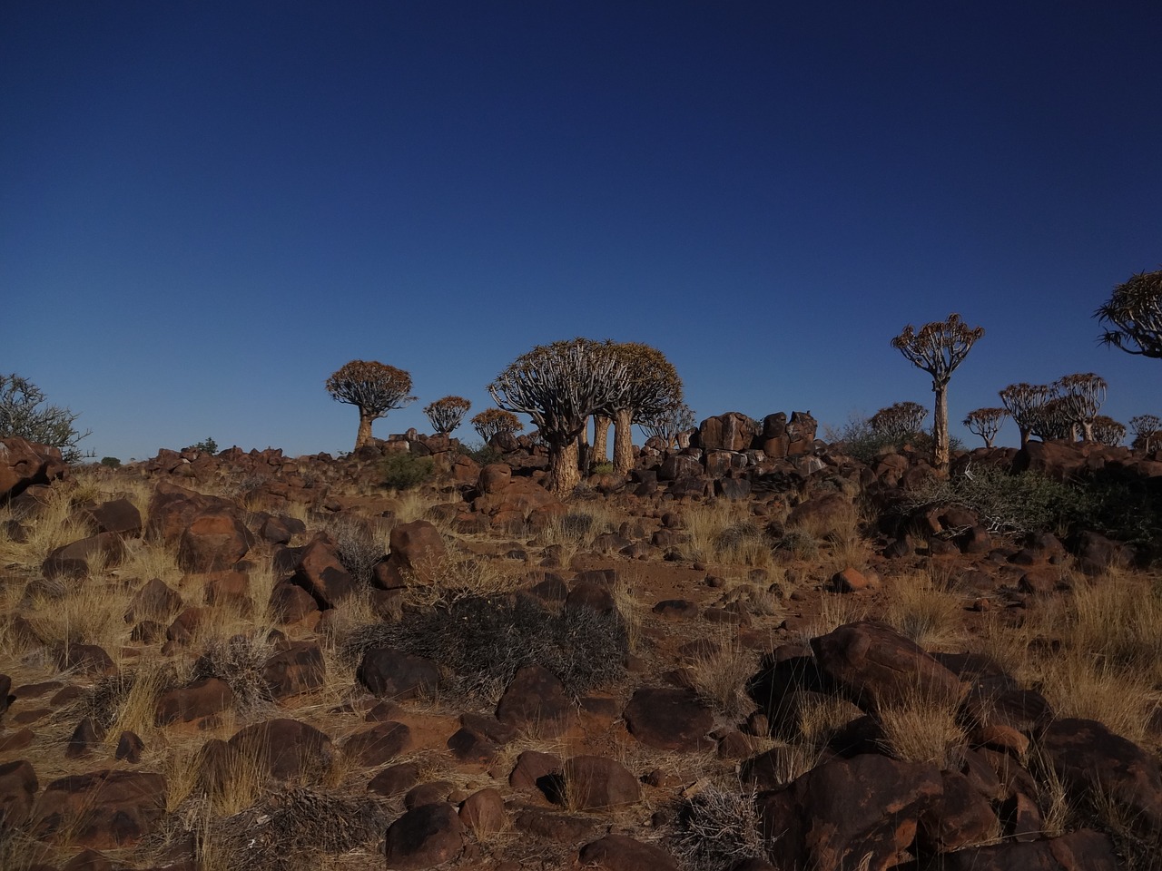 namibia quiver tree forest landscape free photo