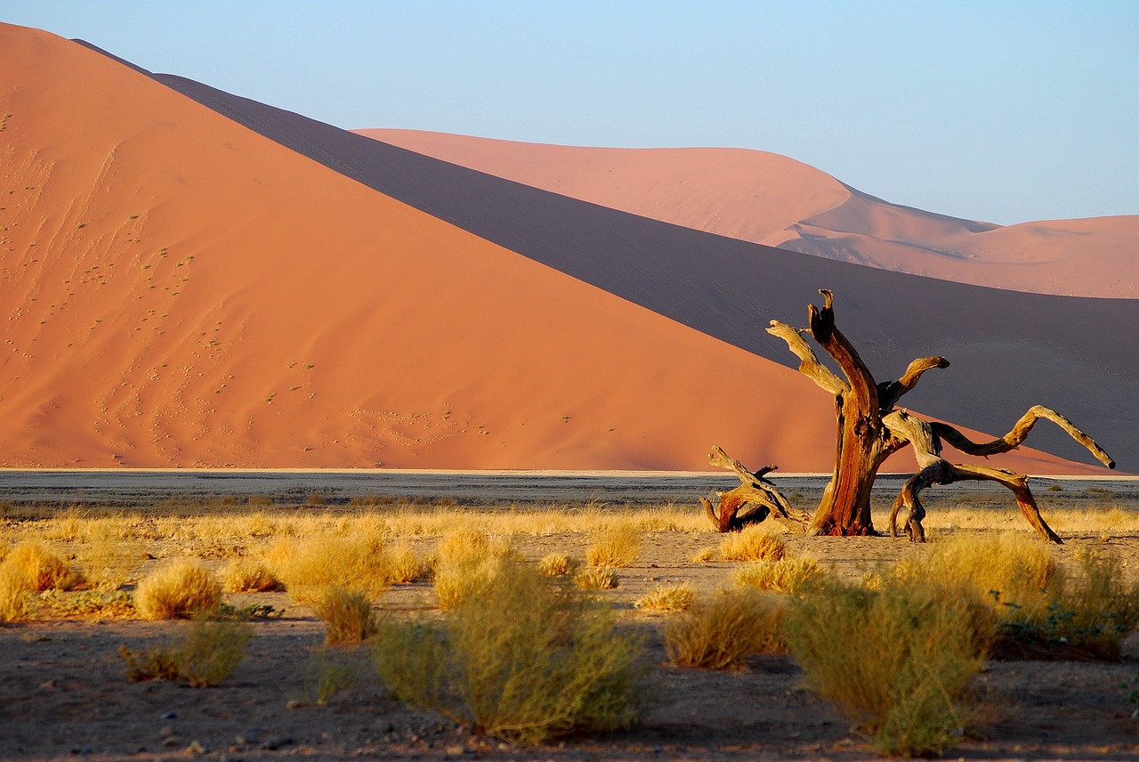 namibia desert tree free photo