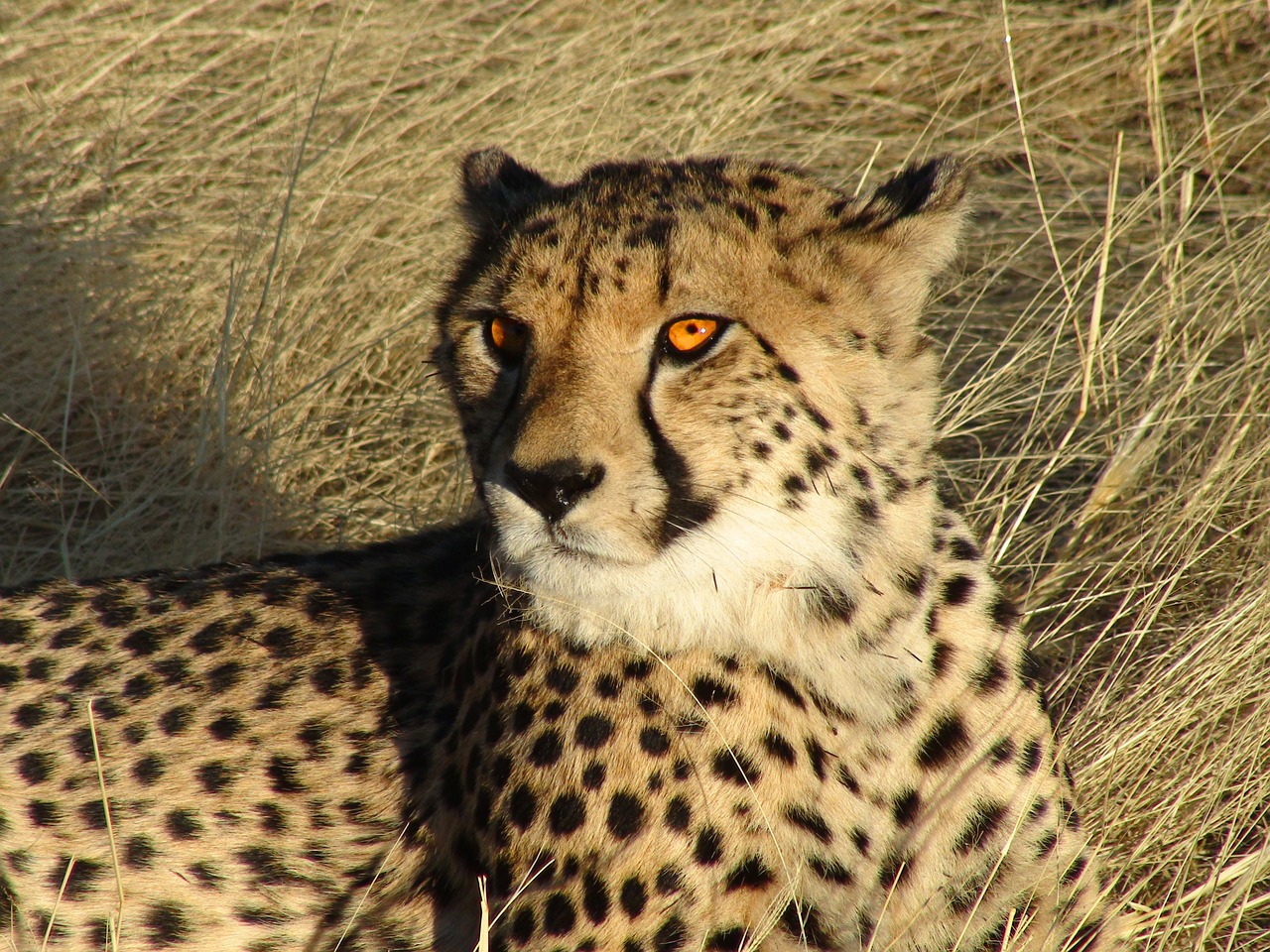 namibia cheetah feline free photo