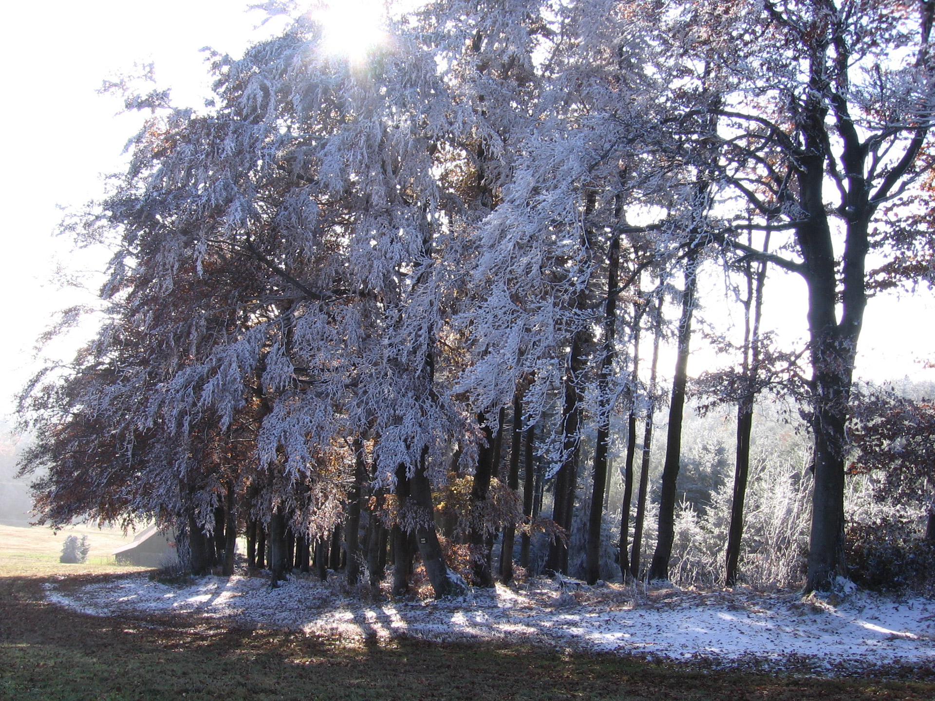 frost trees frost on trees free photo