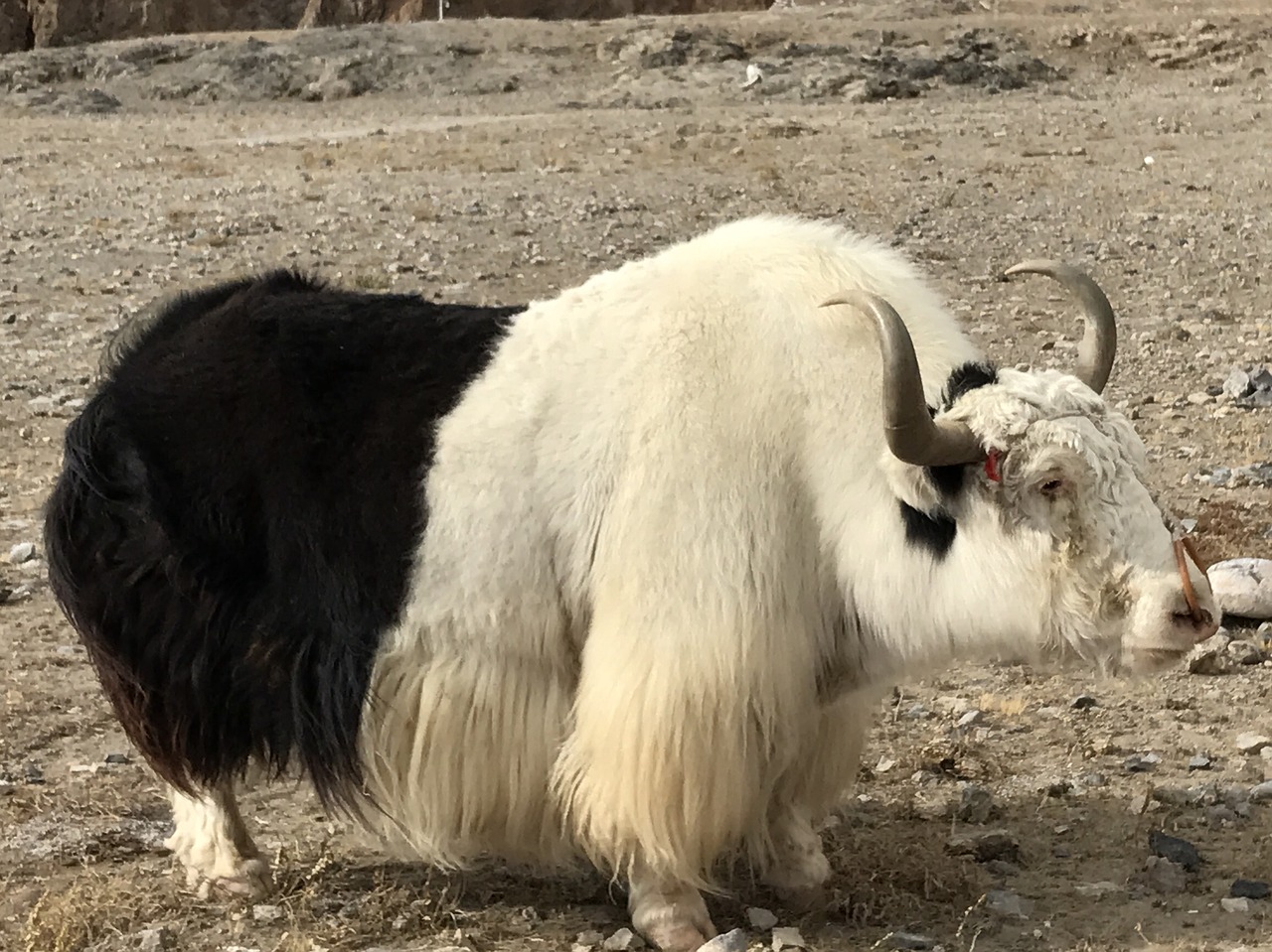 namtso black and white cow sunshine free photo