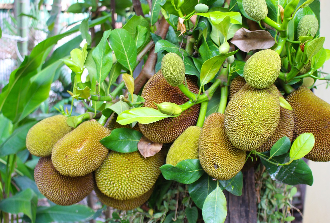 nangka jackfruit fruit free photo