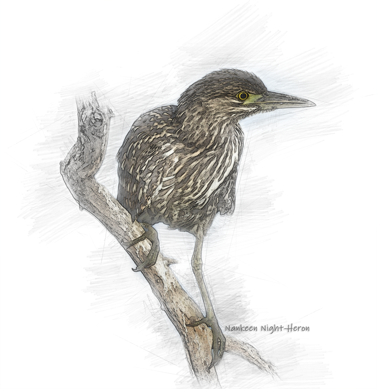 nankeen night-heron  sketch  bird free photo