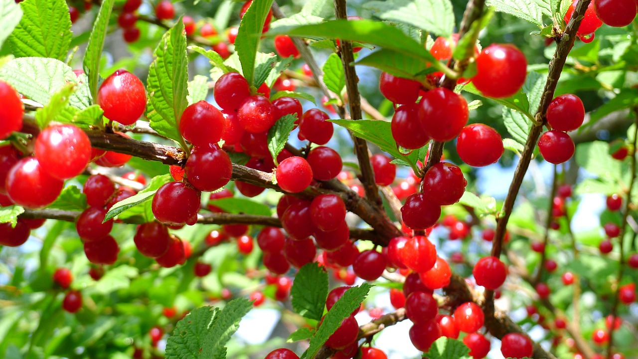 nanking cherries red berry free photo