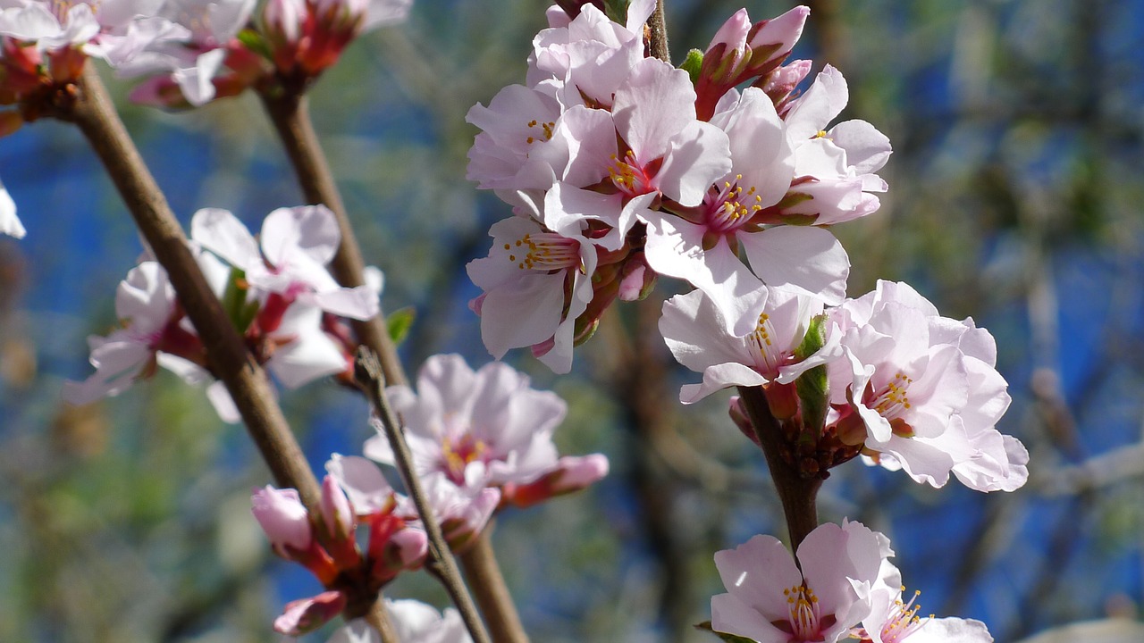 nanking cherry blossom spring free photo