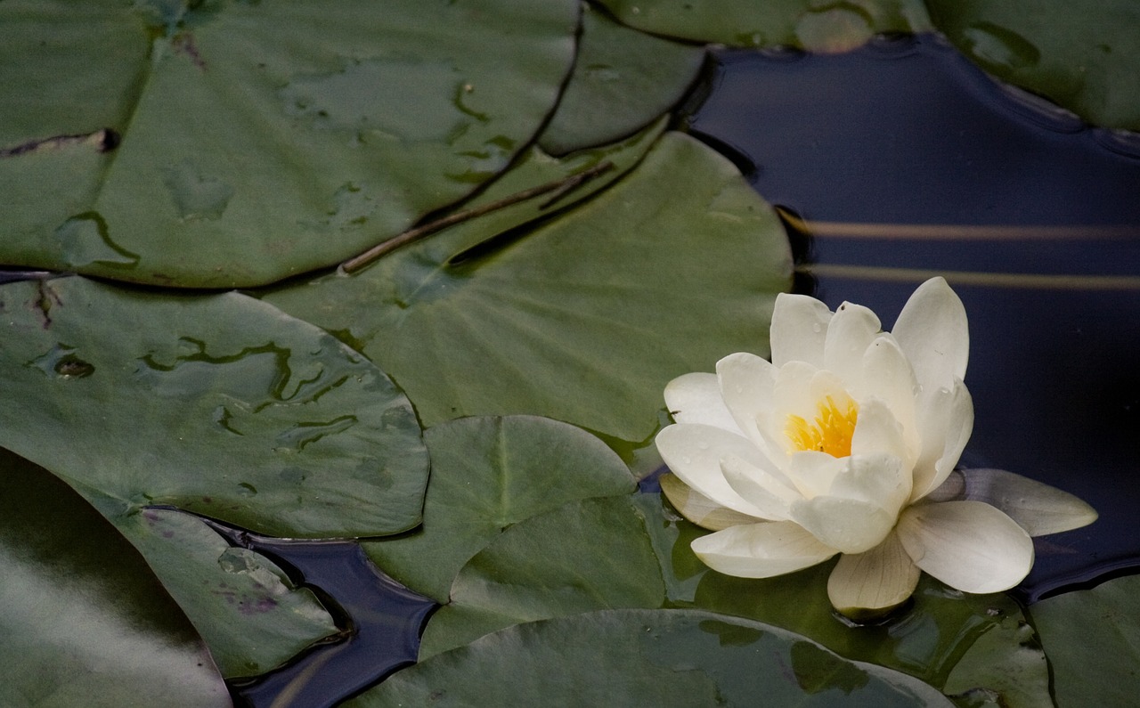 water lilies nannufero flower free photo