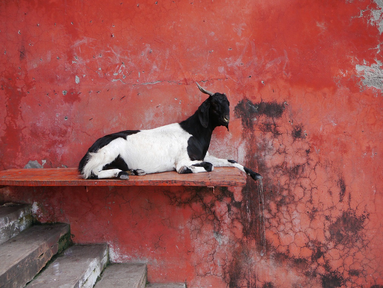 nanny wall red free photo