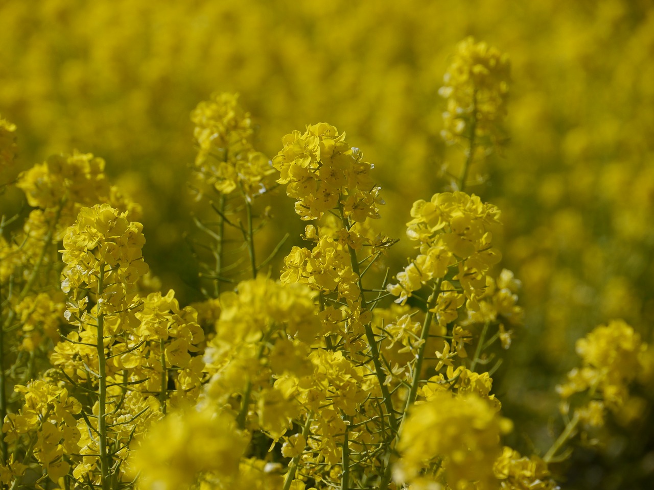 nanohana flowers yellow free photo