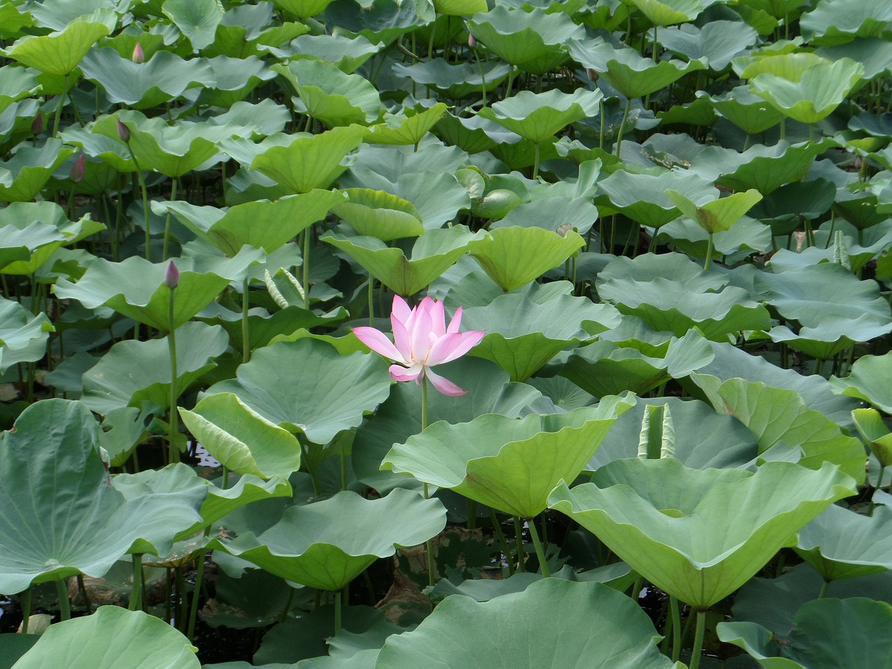 nansha wetland park lotus outdoor free photo