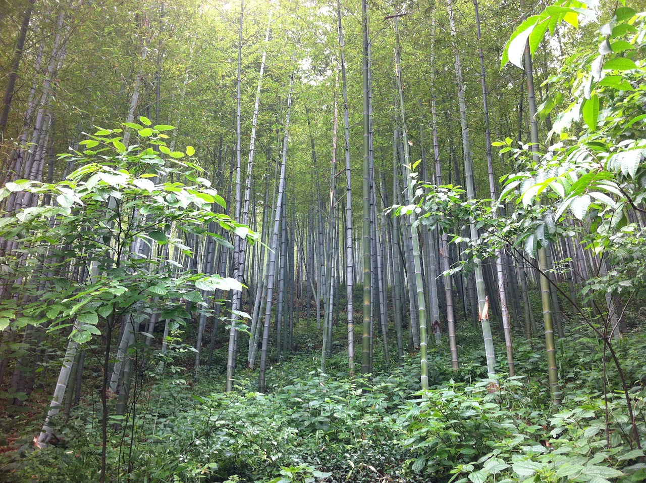 nanshan bamboo spring free photo