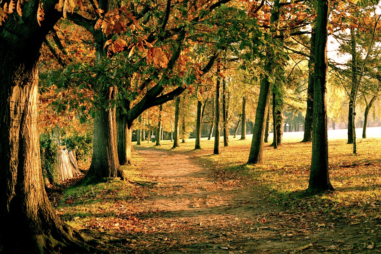 nantes autumn forest free photo