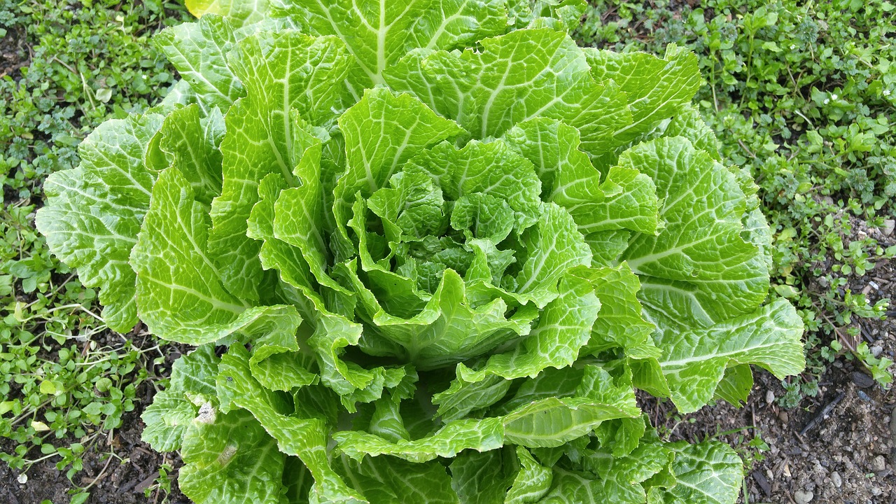 napa cabbage green leafy free photo