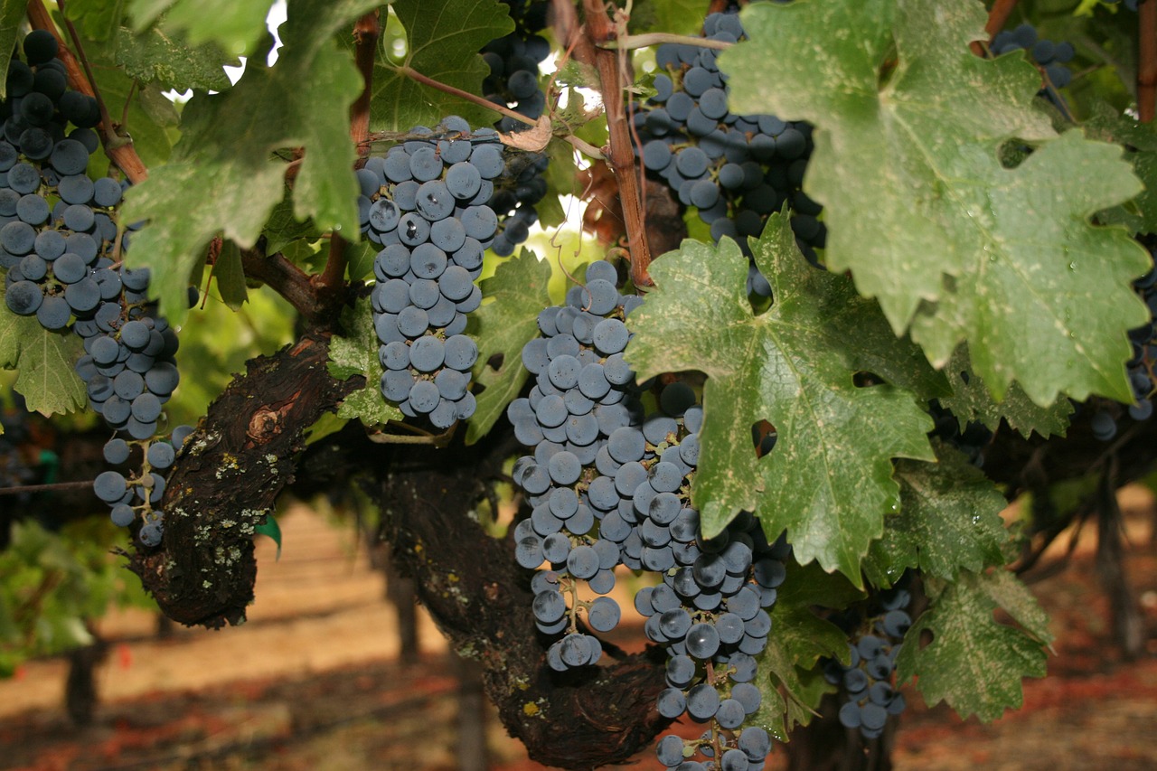napa valley wine grapes free photo