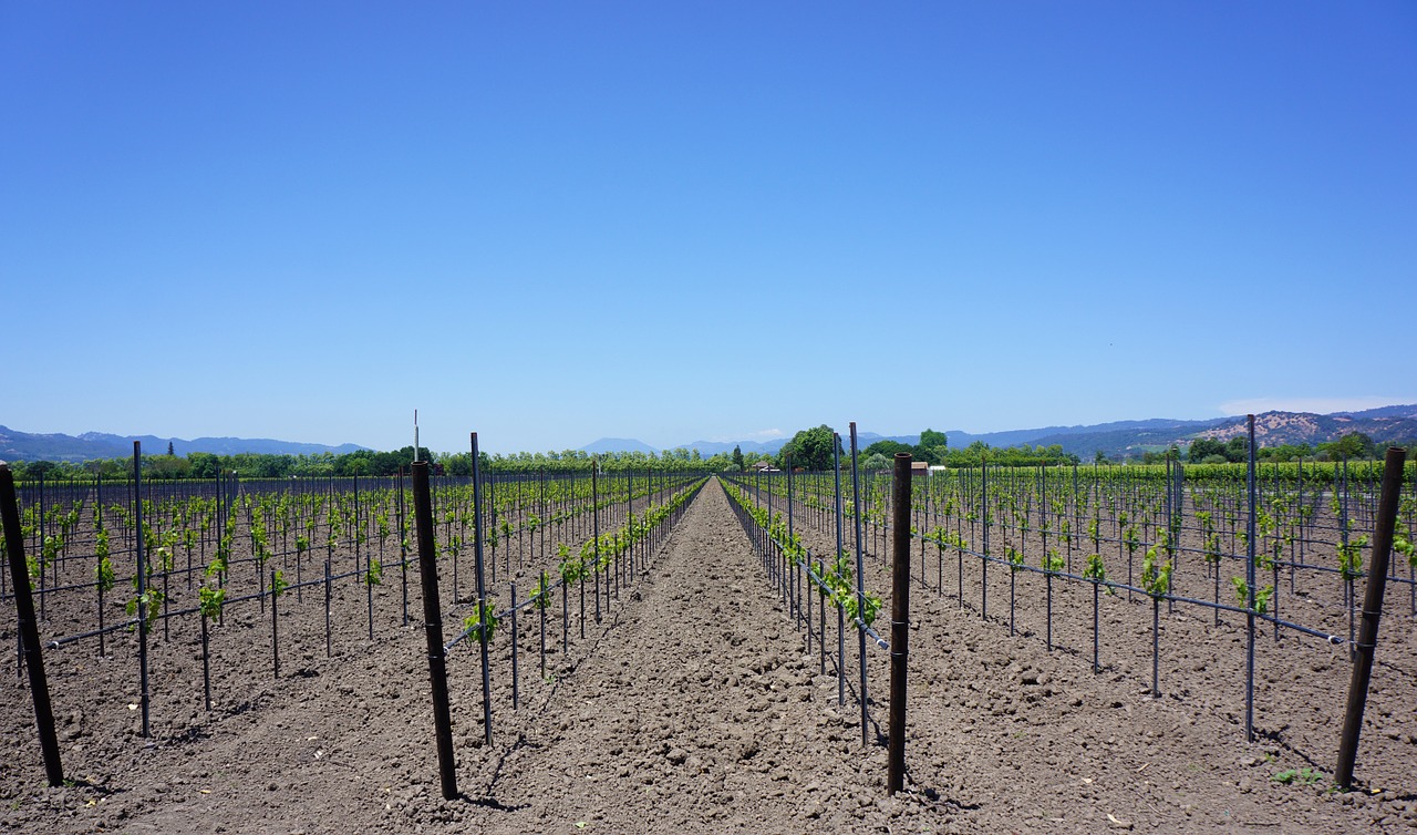 napa valley vineyards california free photo