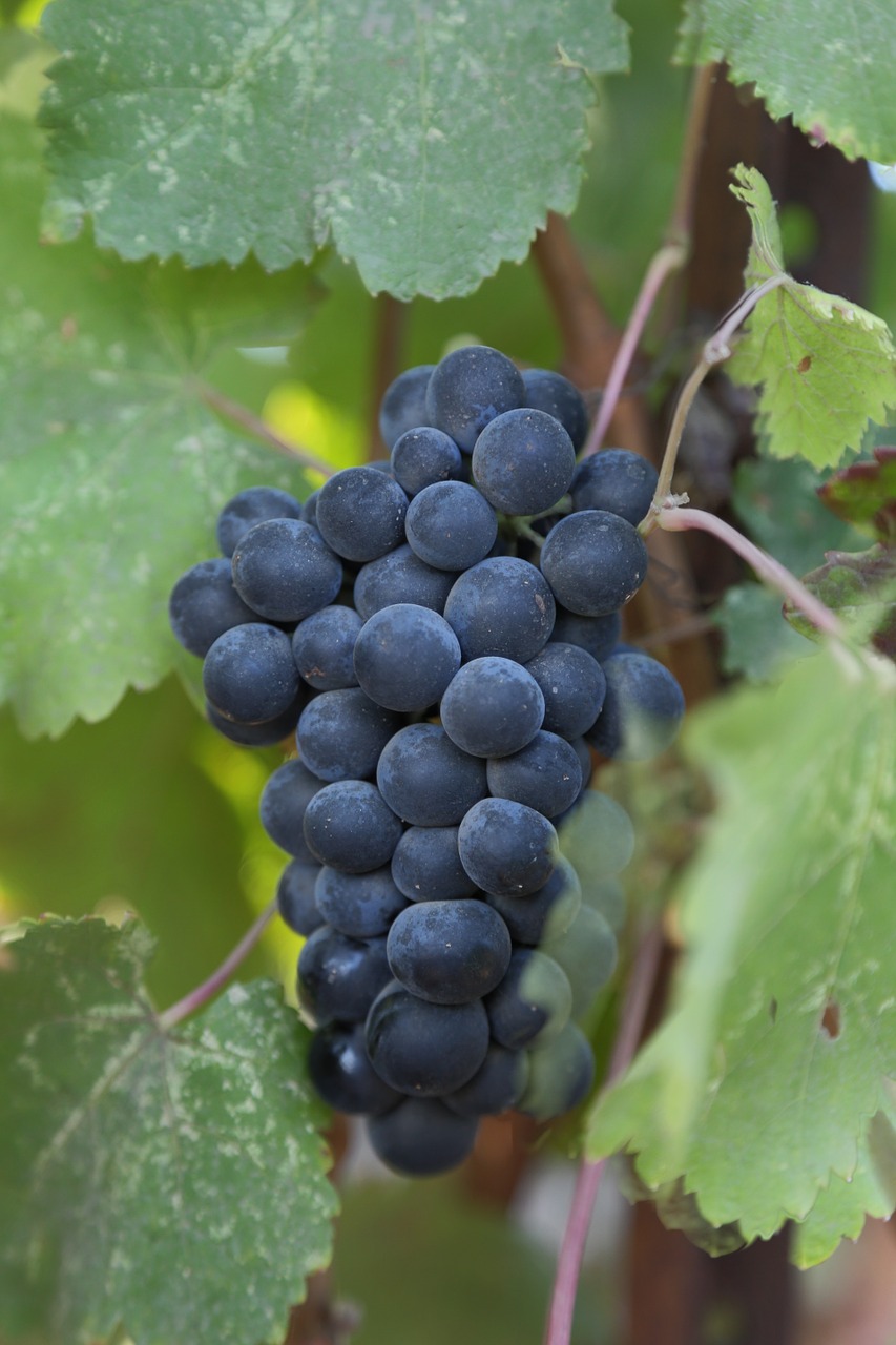 grapes petite verdot wine free photo