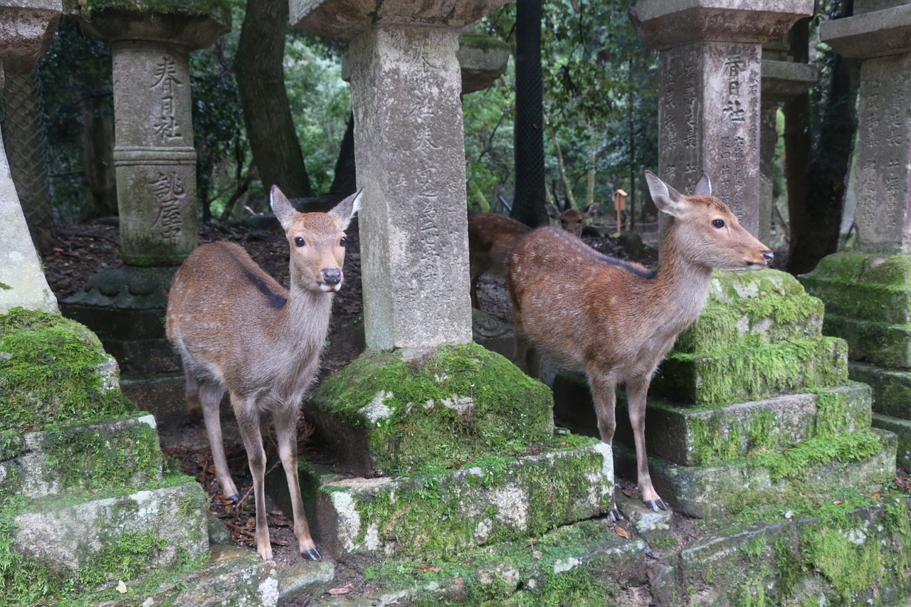 nara  small deer  kasuga taisha shrine free photo