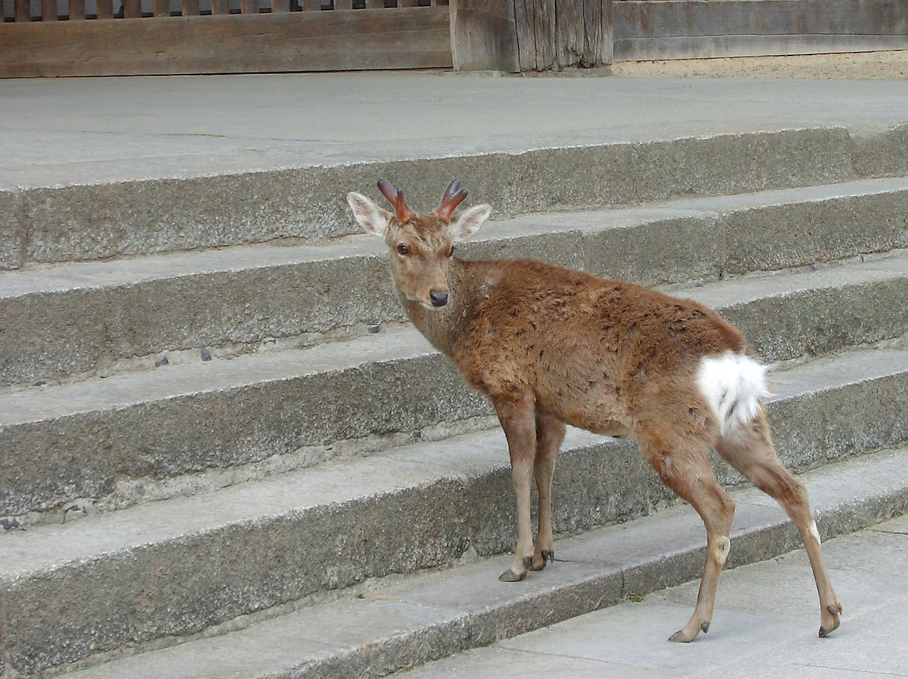 nara deer in return free photo