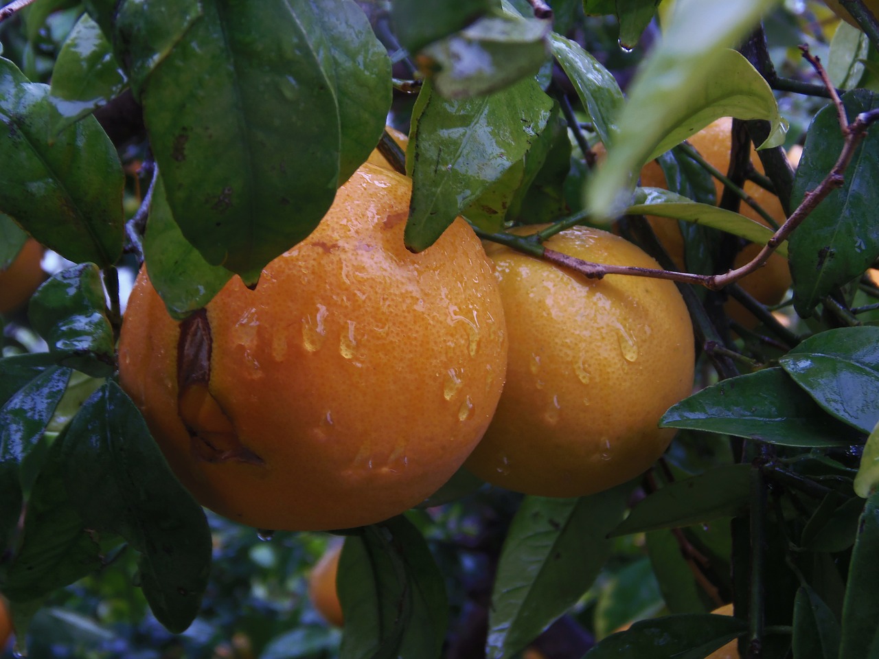 naranjo orange fruit free photo