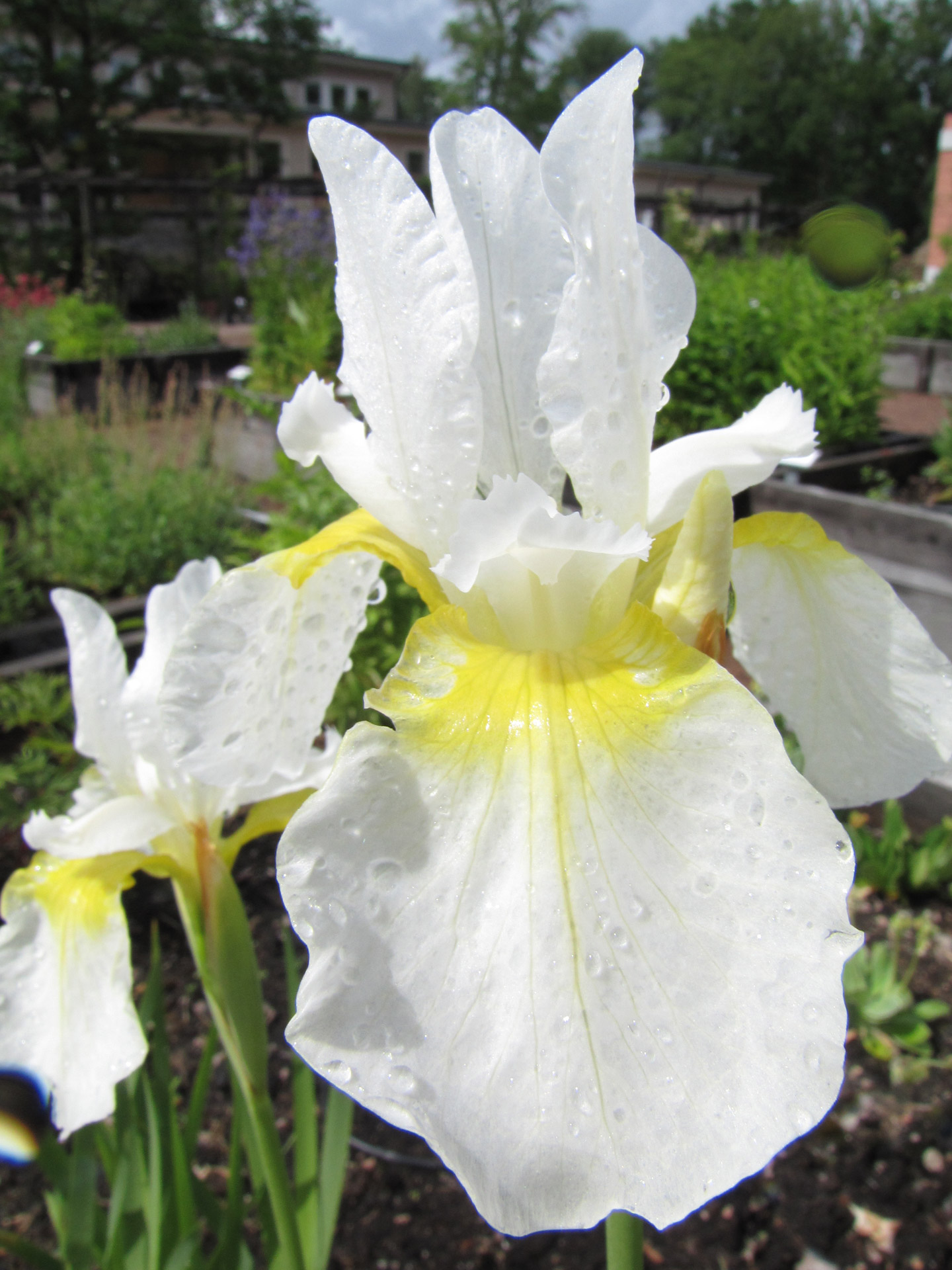 white lily carl free photo