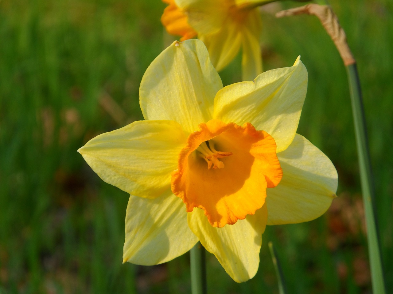 narcis spring flower free photo