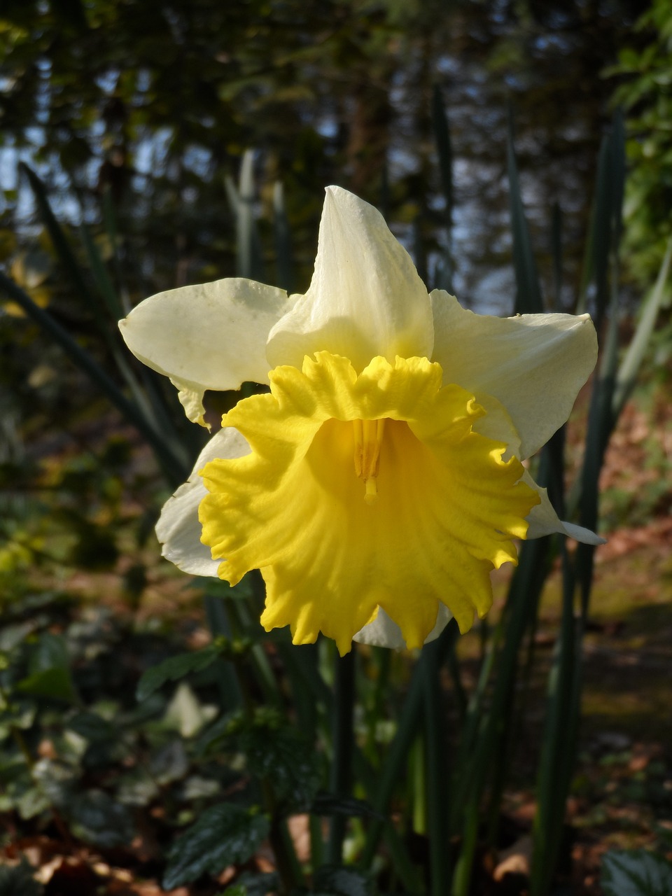 narcis spring flower free photo