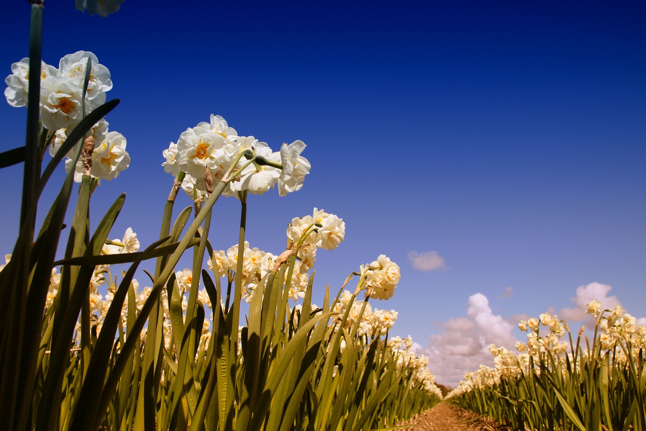 narcis flower spring free photo