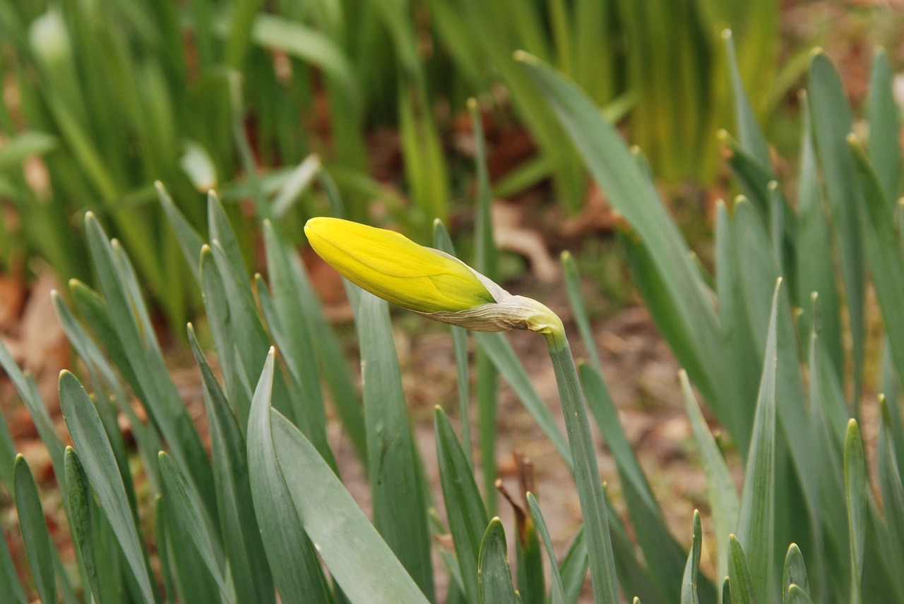 narcis button flower free photo