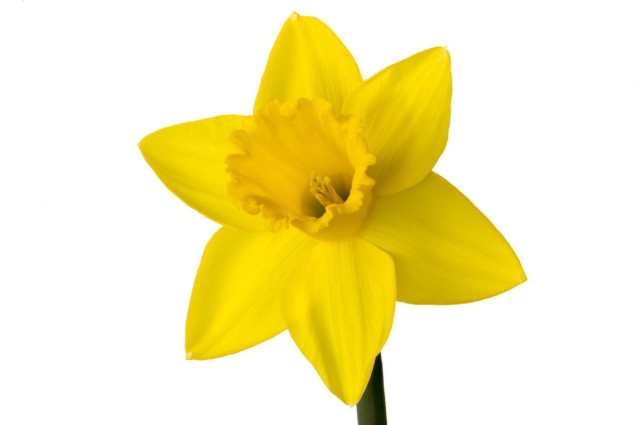 narcis flower yellow free photo