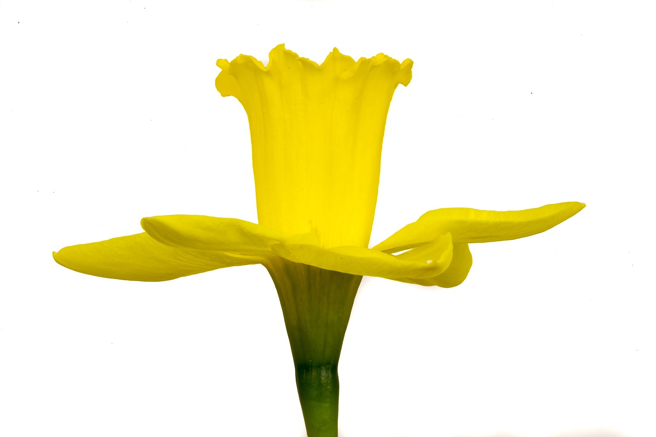 narcis flower yellow free photo