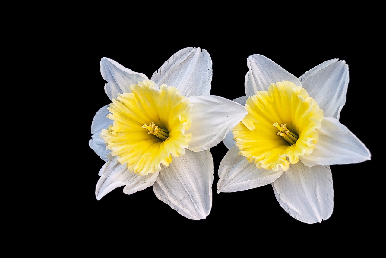 narcis flower spring free photo