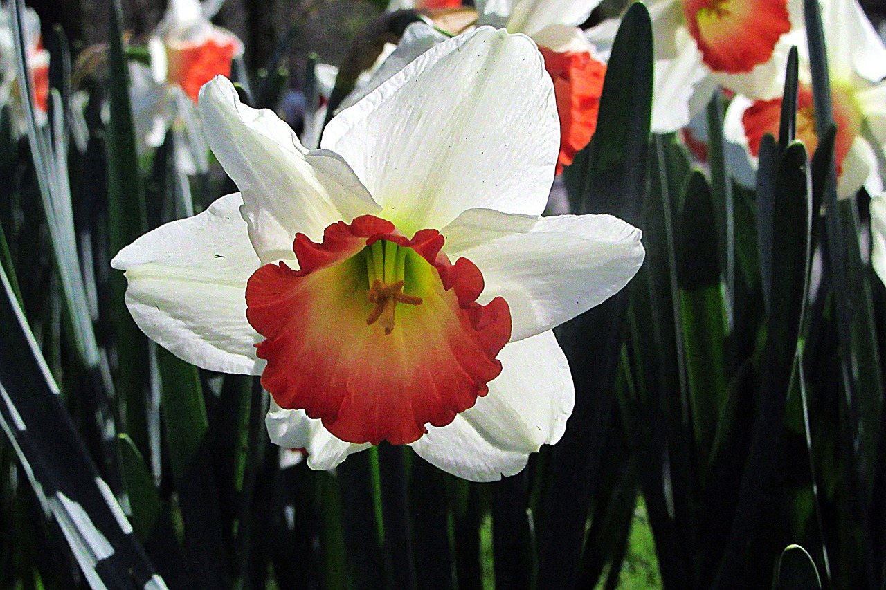 narcis  trumpet  petals free photo