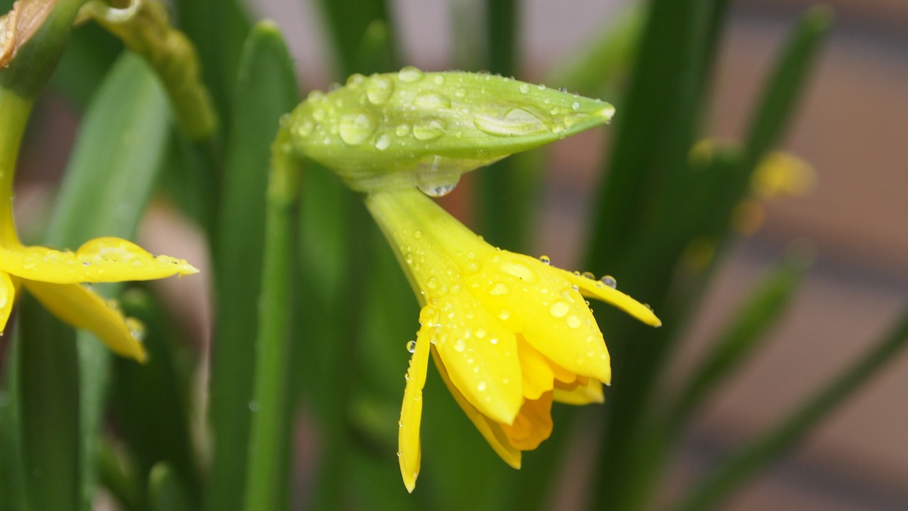 narcis flower pot curved free photo