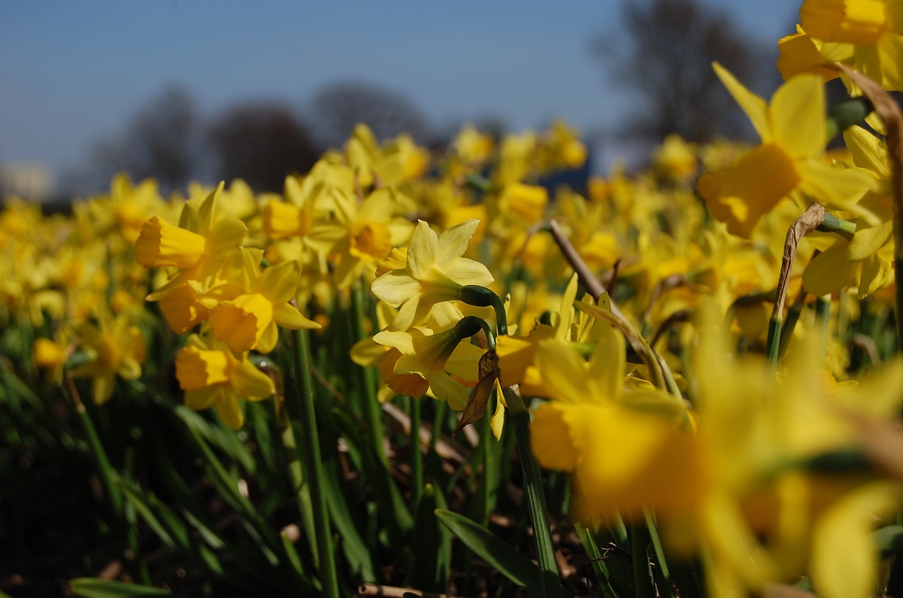 narcis flowers flower free photo