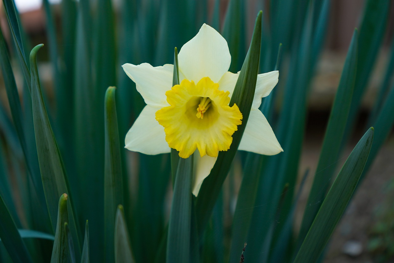 narciso  flower  spring free photo