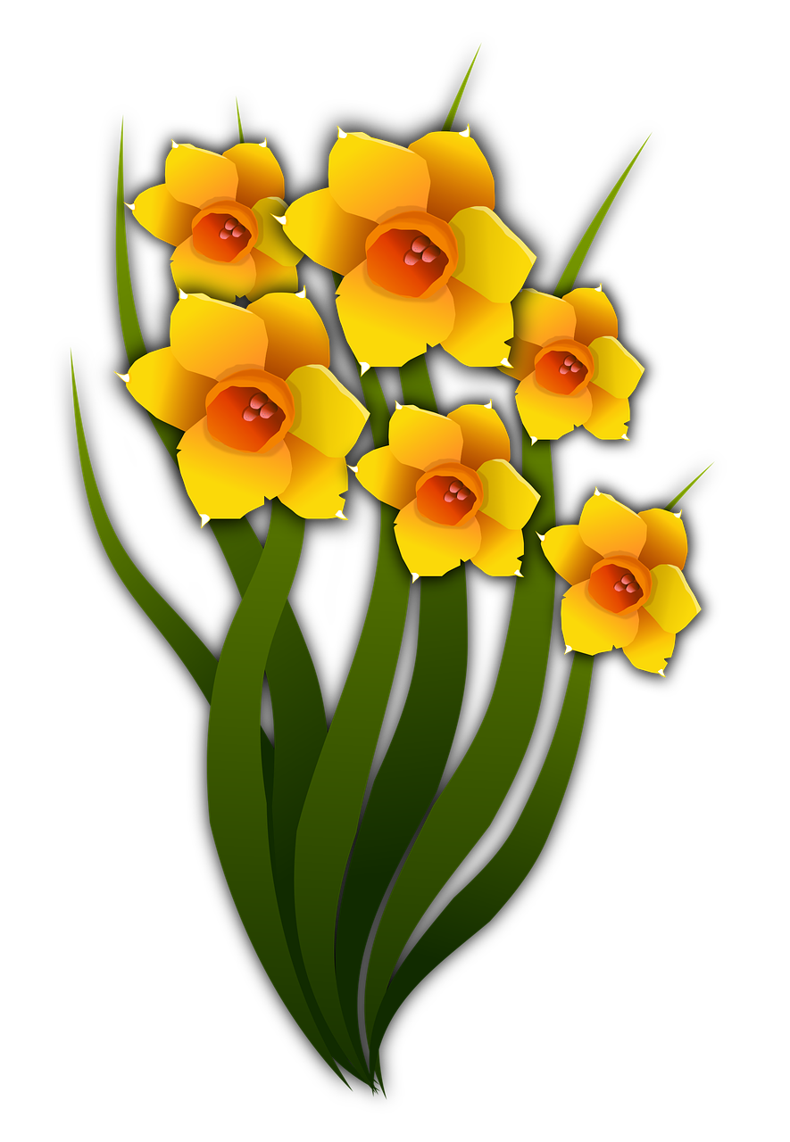 narcissi flowers floral free photo