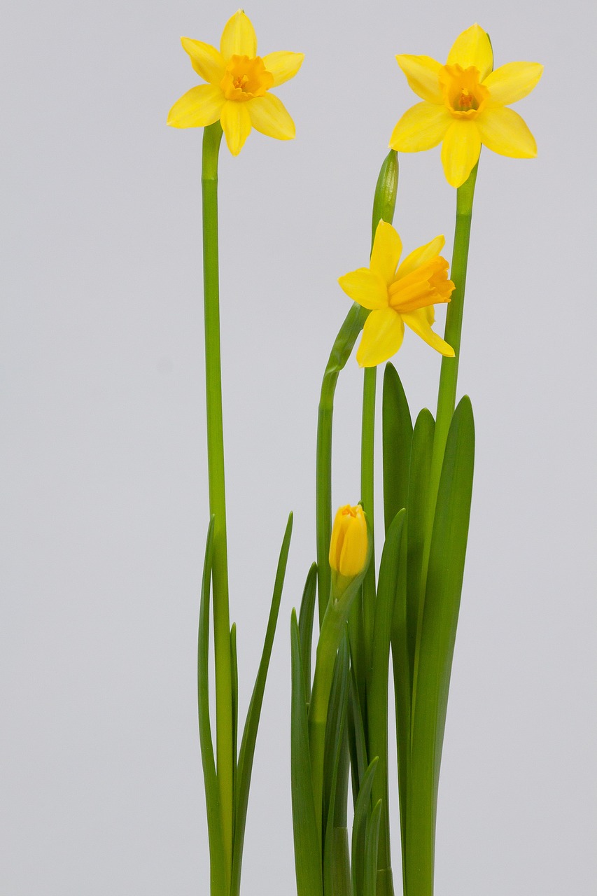 narcissus spring easter free photo