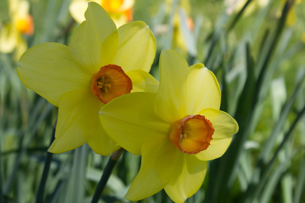 narcissus early bloomer spring flower free photo