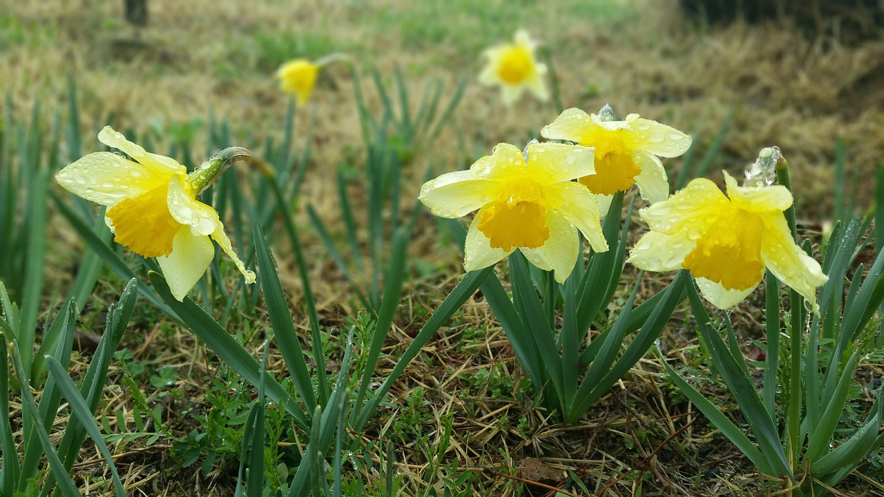 narcissus spring flowers flowering warning free photo