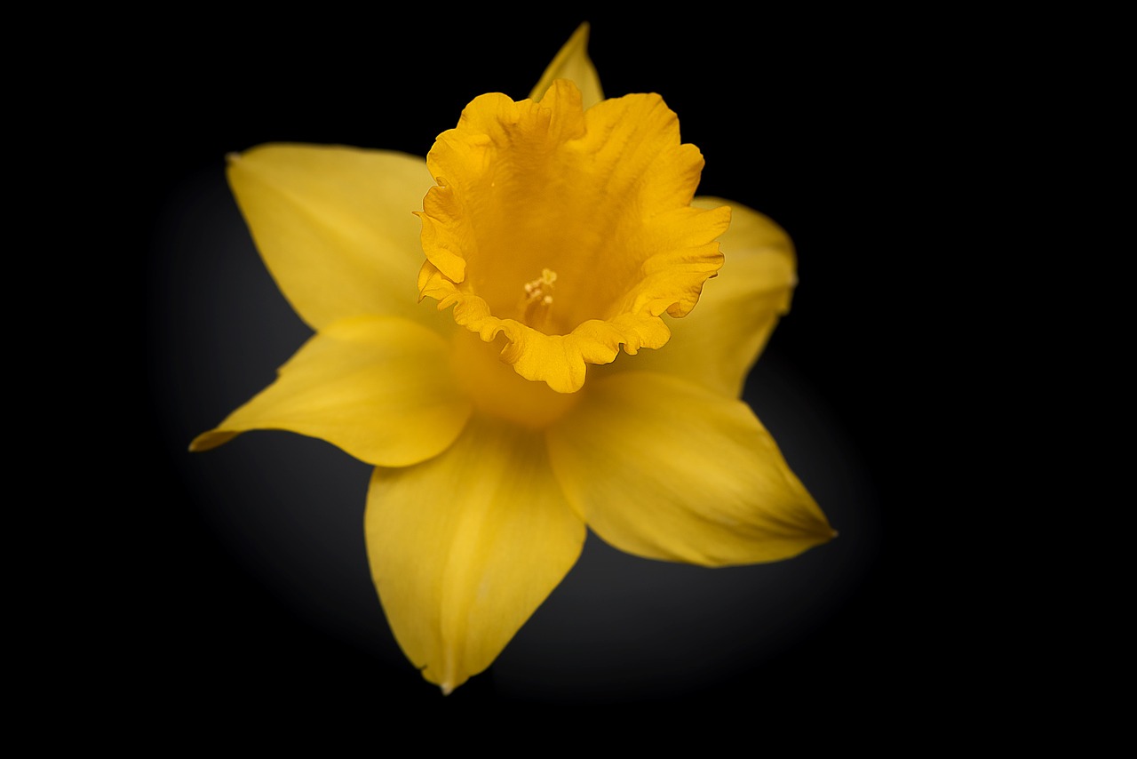 narcissus flower yellow flower free photo