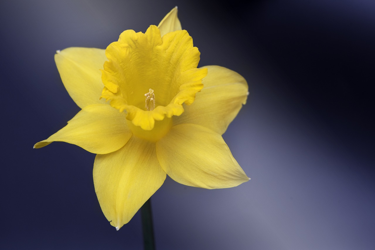 narcissus flower yellow free photo