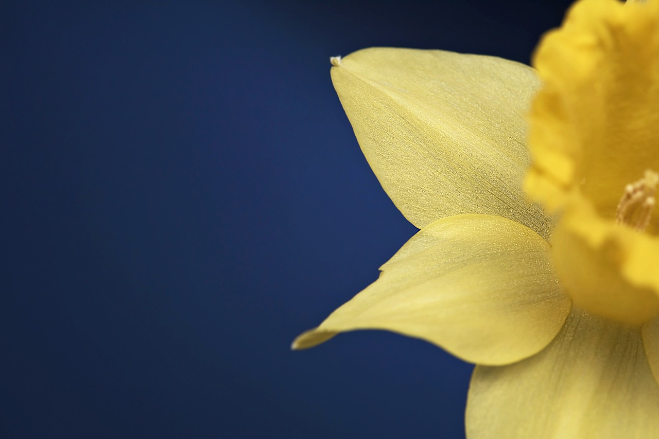 narcissus flower blossom free photo