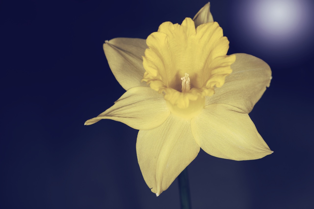 narcissus flower blossom free photo