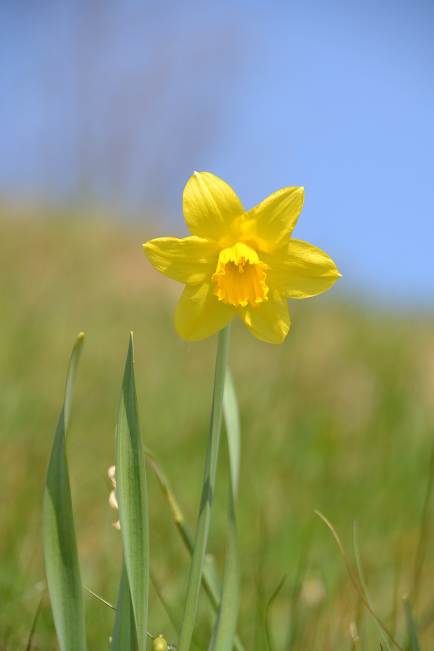 narcissus yellow flower free photo