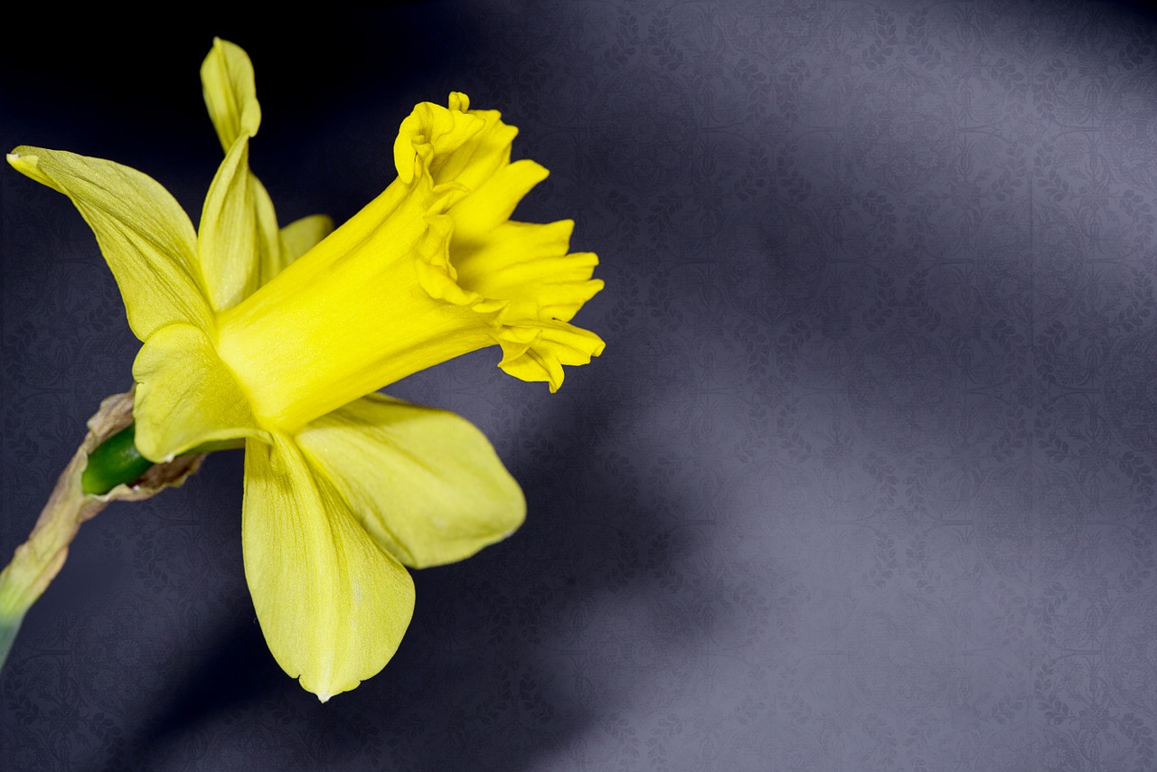 narcissus flower yellow free photo