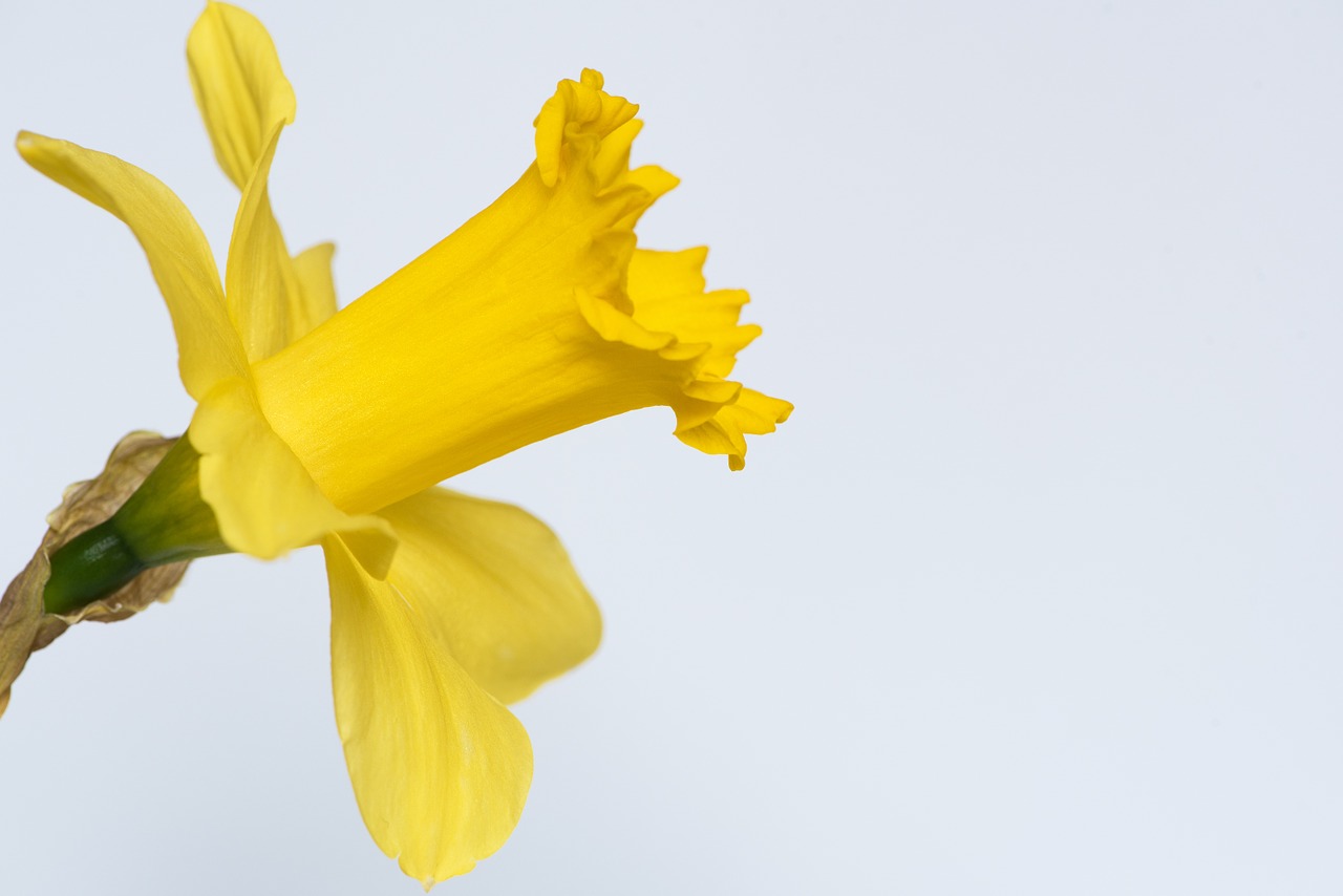 narcissus flower yellow flower free photo