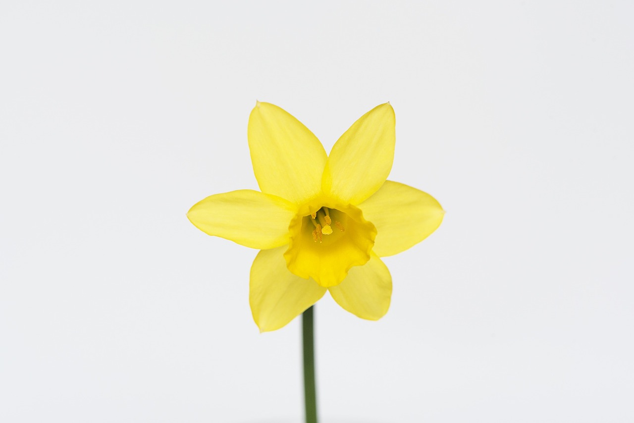narcissus flower yellow flower free photo