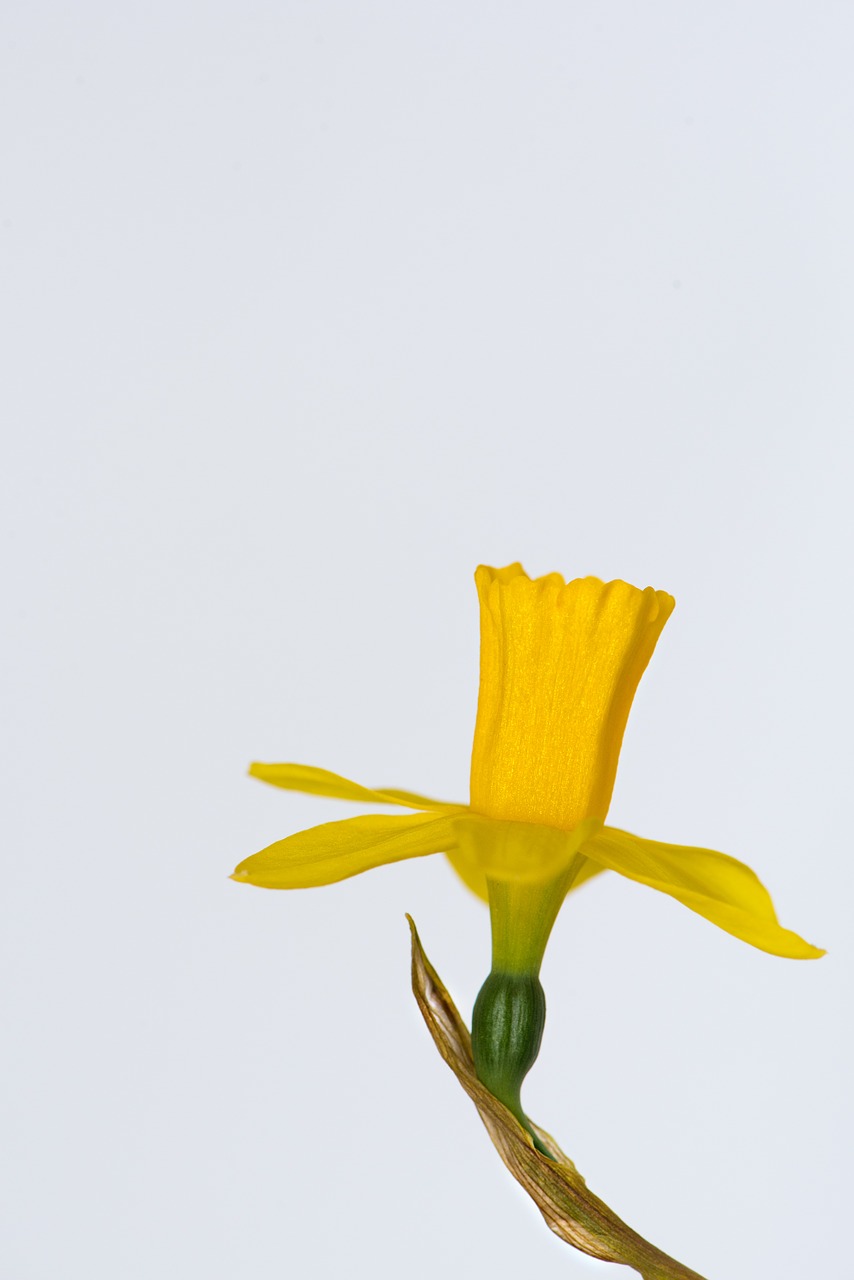 narcissus flower yellow flower free photo