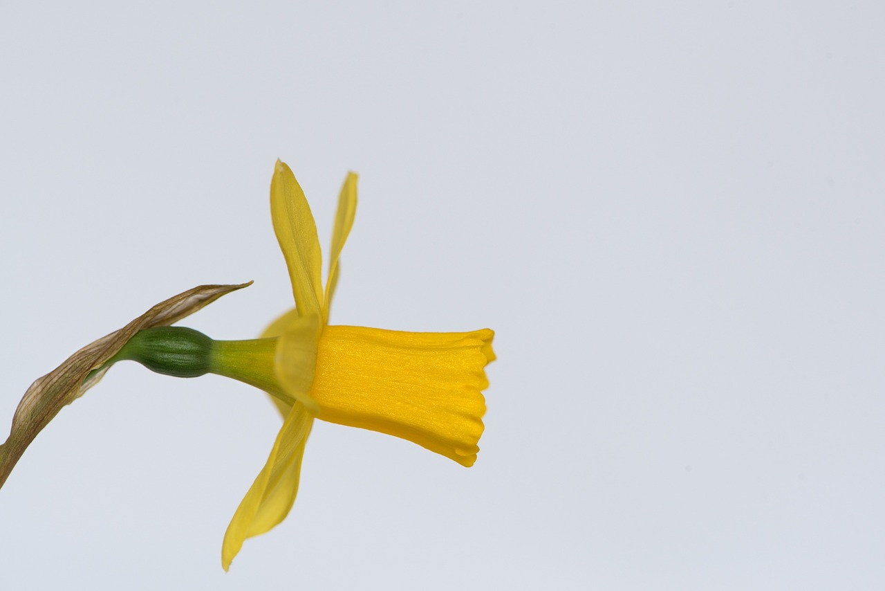 narcissus flower yellow flower free photo