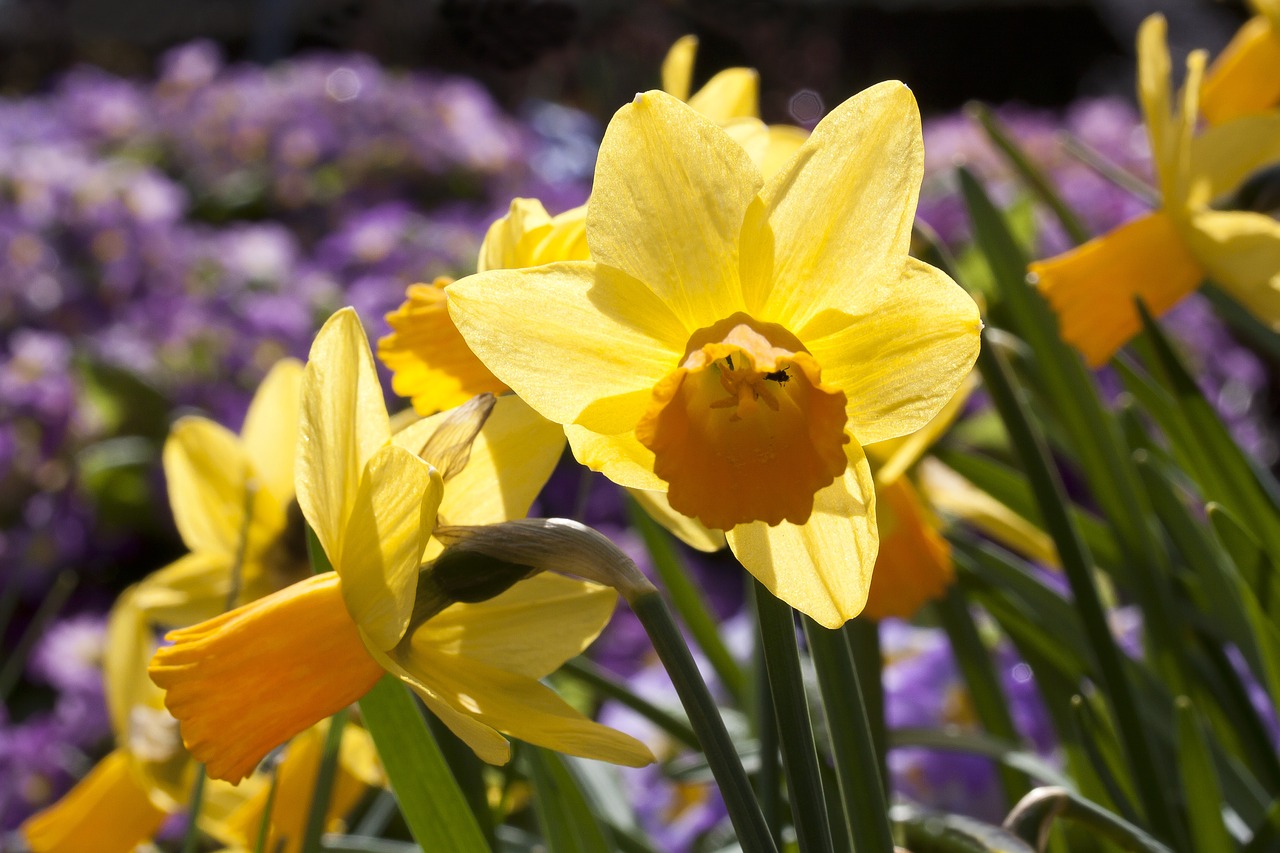 narcissus amaryllis plant daffodil free photo