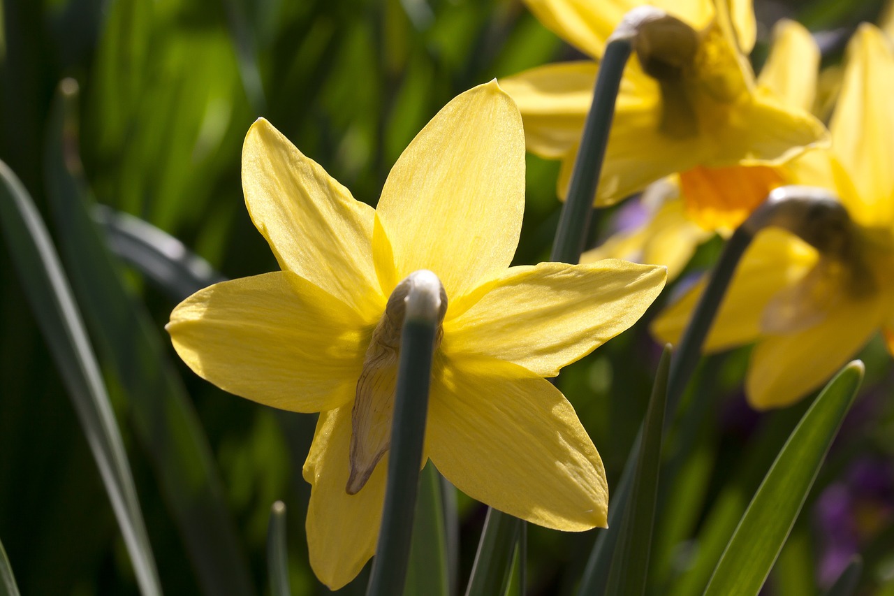 narcissus amaryllis plant daffodil free photo